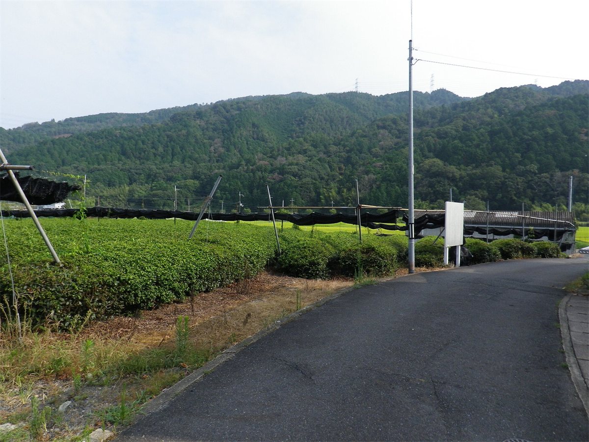 京都府宇治田原町の山口城跡の近く。茶畑の間の道と案内の標識