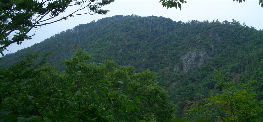 木々におおわれた大嶽のあたりの山の斜面と、むき出しの岩肌