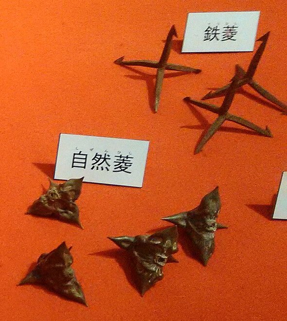 滋賀県甲賀市の忍の里プララに展示された鉄菱と自然菱のまきびし