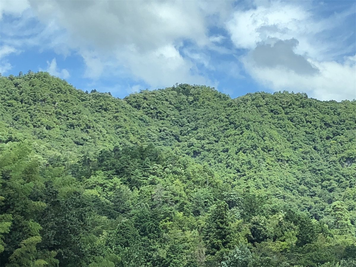 山県市の大桑城跡がある、木々におおわれた古城山の遠景