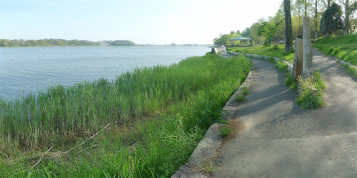 晴れた日の佐鳴湖の岸辺。水辺の草と、湖にそった遊歩道