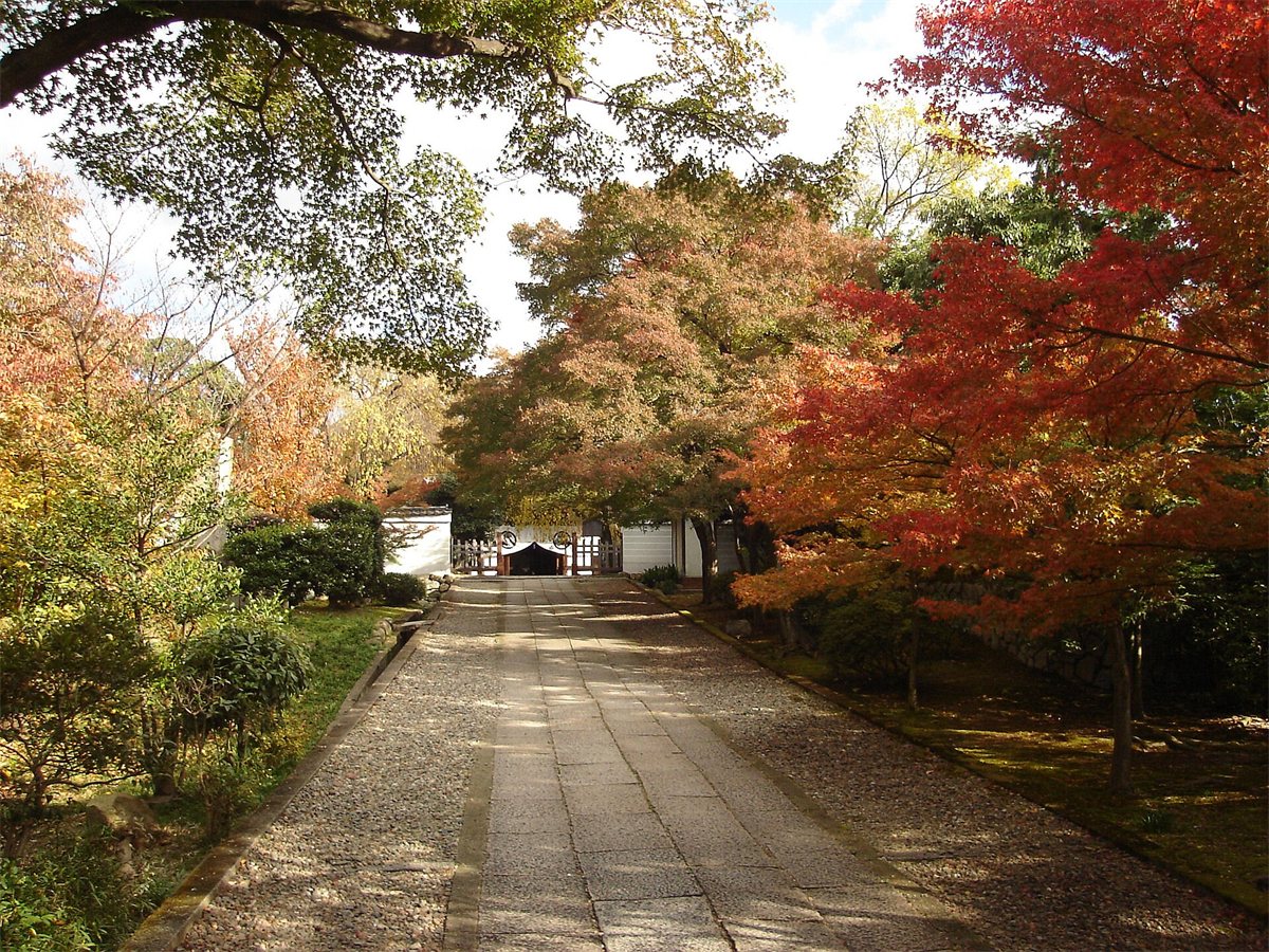 紅葉した木々の間をまっすぐのびる、京都の養源院の参道